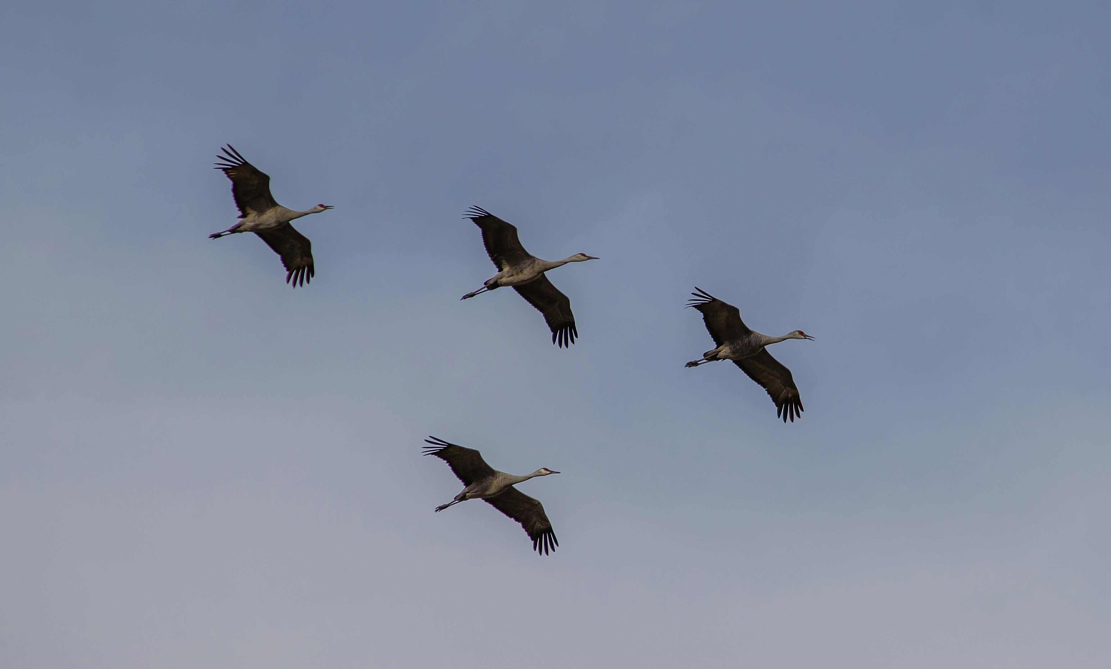 five black and white birds flying under white clouds during daytime